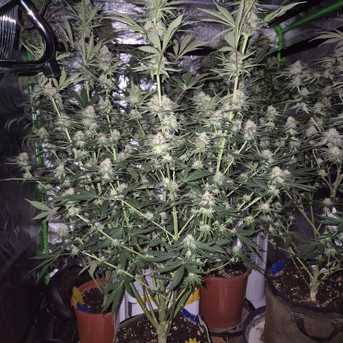 Tangerine dream 🌴 (60-65bt)  growlog timeline photo