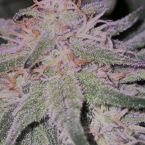 Tangerine dream 🌴 (60-65bt)  growlog timeline photo