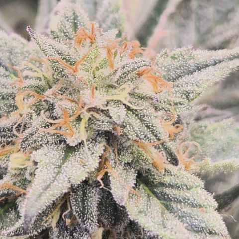 ICE 💚🧊 (63-70bt) growlog timeline photo