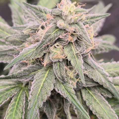 ICE 💚🧊 (63-70bt) growlog timeline photo