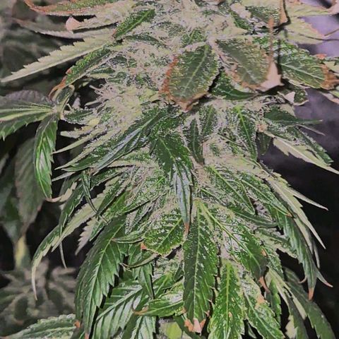💚Bubba kush 🦝 (56-63 BT) growlog timeline photo
