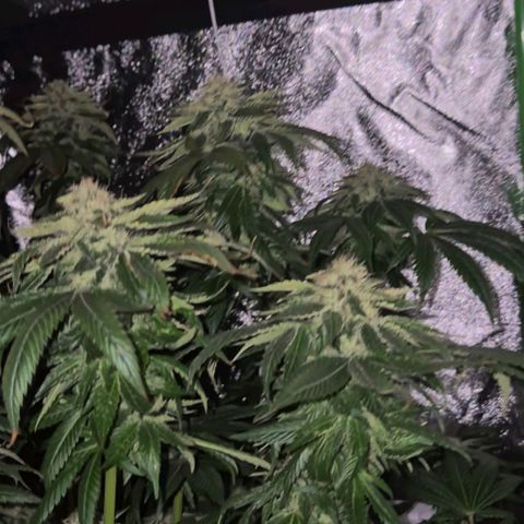 💚Bubba kush 🦝 (56-63 BT) growlog timeline photo