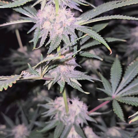 Tangerine dream 🌴 (60-65bt)  growlog timeline photo
