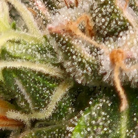 💚CHOCOLOPE 🍫 ☕️auto (56-63 BT) growlog timeline photo