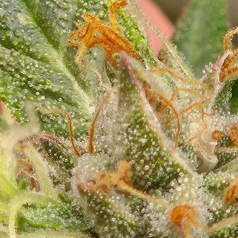 💚CHOCOLOPE 🍫 ☕️auto (56-63 BT) growlog timeline photo