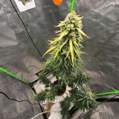 💚CHOCOLOPE 🍫 ☕️auto (56-63 BT) growlog timeline photo