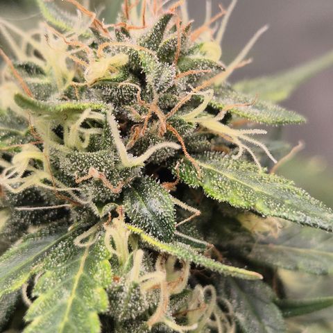 💚CHOCOLOPE 🍫 ☕️auto (56-63 BT) growlog timeline photo