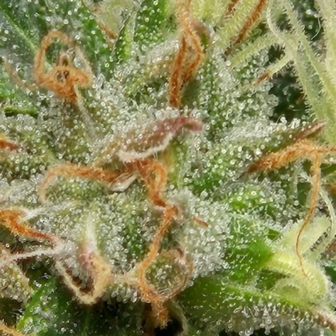 💚CHOCOLOPE 🍫 ☕️auto (56-63 BT) growlog timeline photo
