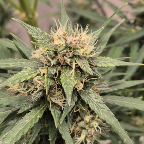 💚CHOCOLOPE 🍫 ☕️auto (56-63 BT) growlog timeline photo
