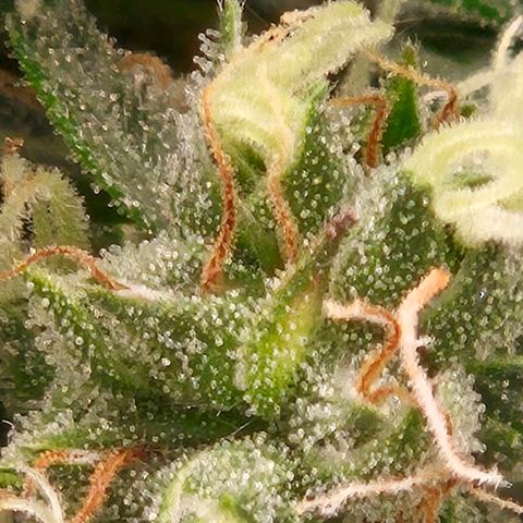 💚CHOCOLOPE 🍫 ☕️auto (56-63 BT) growlog timeline photo