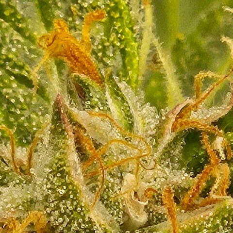 💚CHOCOLOPE 🍫 ☕️auto (56-63 BT) growlog timeline photo