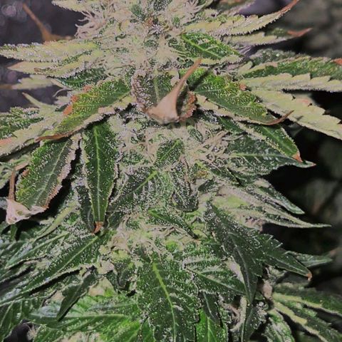 💚Bubba kush 🦝 (56-63 BT) growlog timeline photo
