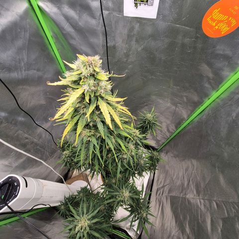 💚CHOCOLOPE 🍫 ☕️auto (56-63 BT) growlog timeline photo