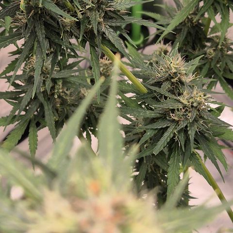 💚CHOCOLOPE 🍫 ☕️auto (56-63 BT) growlog timeline photo