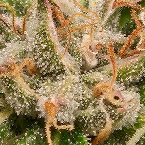 💚CHOCOLOPE 🍫 ☕️auto (56-63 BT) growlog timeline photo