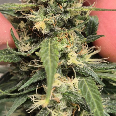 💚CHOCOLOPE 🍫 ☕️auto (56-63 BT) growlog timeline photo