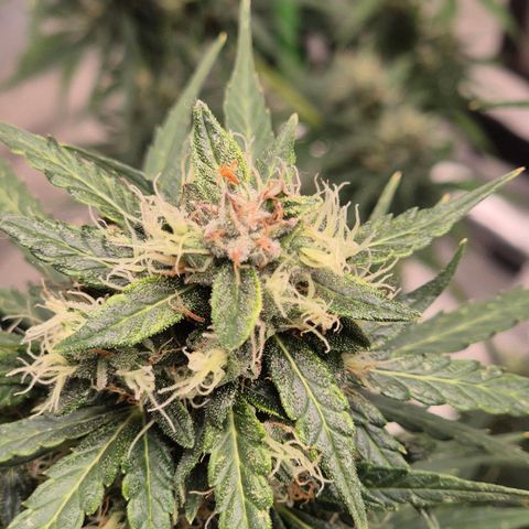 💚CHOCOLOPE 🍫 ☕️auto (56-63 BT) growlog timeline photo