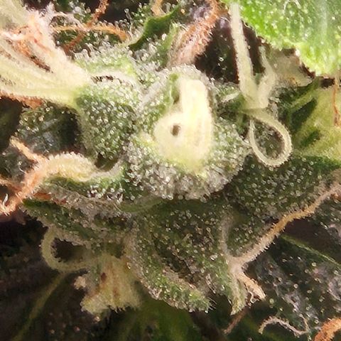 💚CHOCOLOPE 🍫 ☕️auto (56-63 BT) growlog timeline photo