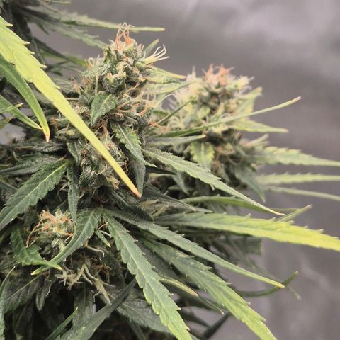 💚CHOCOLOPE 🍫 ☕️auto (56-63 BT) growlog timeline photo