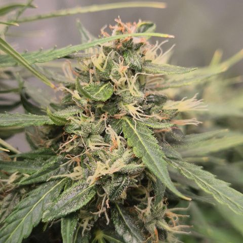 💚CHOCOLOPE 🍫 ☕️auto (56-63 BT) growlog timeline photo