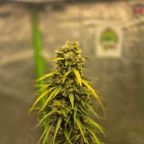 💚CHOCOLOPE 🍫 ☕️auto (56-63 BT) growlog timeline photo