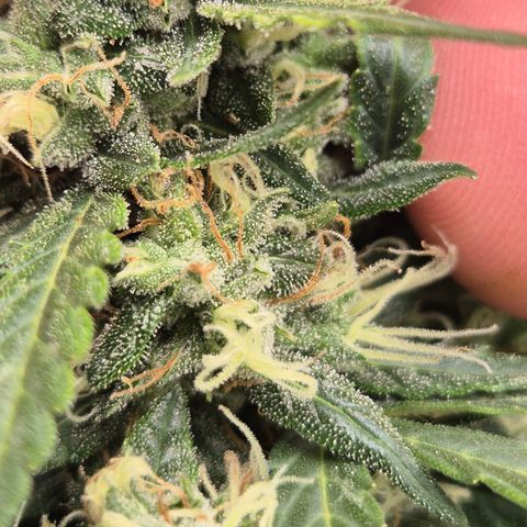 💚CHOCOLOPE 🍫 ☕️auto (56-63 BT) growlog timeline photo
