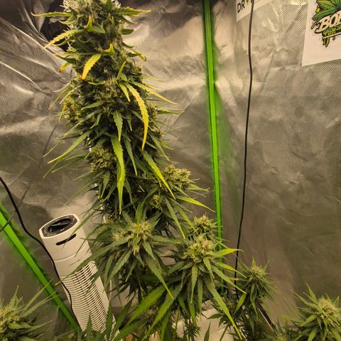 💚CHOCOLOPE 🍫 ☕️auto (56-63 BT) growlog timeline photo