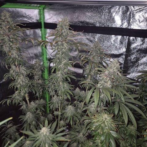 ICE 💚🧊 (63-70bt) growlog timeline photo