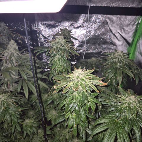 💚Bubba kush 🦝 (56-63 BT) growlog timeline photo