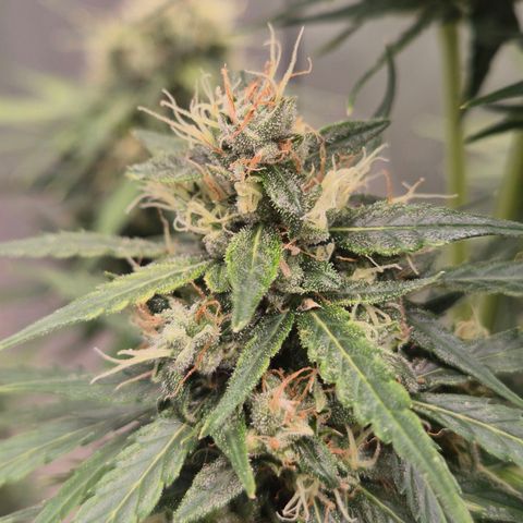 💚CHOCOLOPE 🍫 ☕️auto (56-63 BT) growlog timeline photo