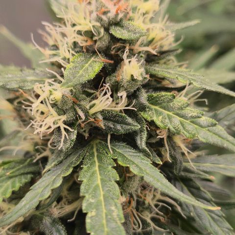 💚CHOCOLOPE 🍫 ☕️auto (56-63 BT) growlog timeline photo