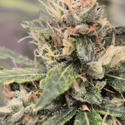 💚CHOCOLOPE 🍫 ☕️auto (56-63 BT) growlog timeline photo