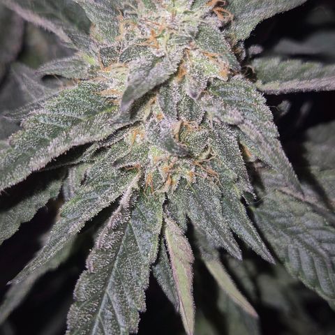 Ice cream cake 🍰 & permanent marker🖊(65-73bt) growlog timeline photo