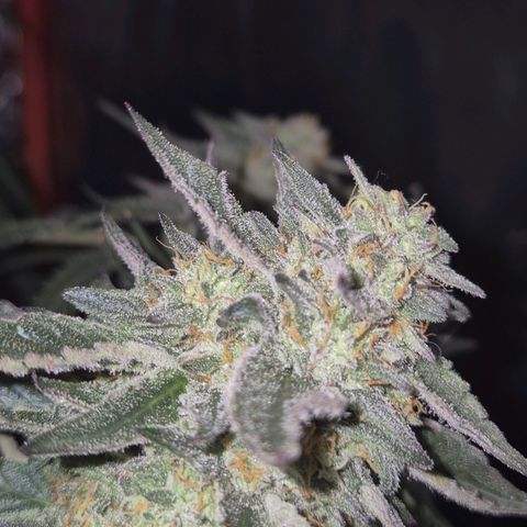 Ice cream cake 🍰 & permanent marker🖊(65-73bt) growlog timeline photo