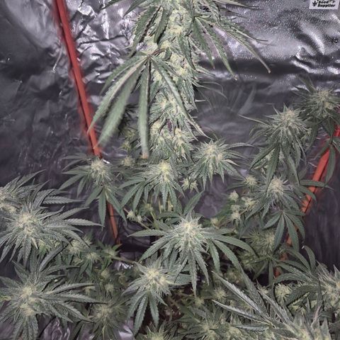 Ice cream cake 🍰 & permanent marker🖊(65-73bt) growlog timeline photo