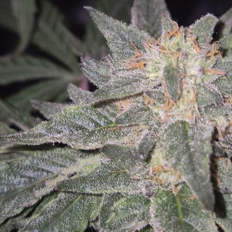 Ice cream cake 🍰 & permanent marker🖊(65-73bt) growlog timeline photo