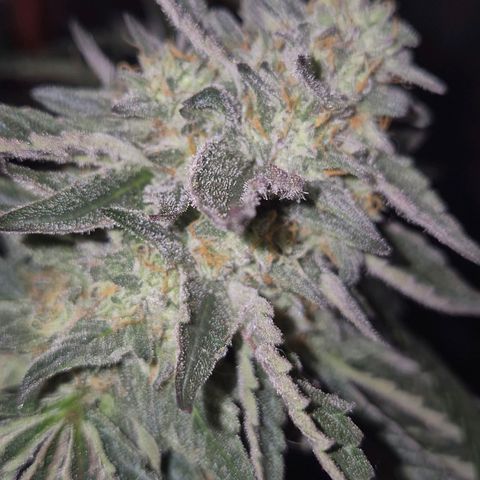 Ice cream cake 🍰 & permanent marker🖊(65-73bt) growlog timeline photo