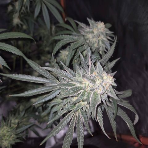 Ice cream cake 🍰 & permanent marker🖊(65-73bt) growlog timeline photo