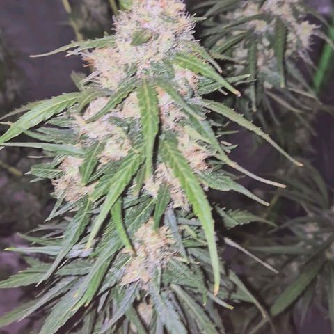 💚CHOCOLOPE 🍫 ☕️auto (56-63 BT) growlog timeline photo