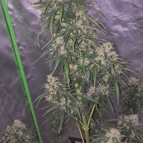 💚CHOCOLOPE 🍫 ☕️auto (56-63 BT) growlog timeline photo
