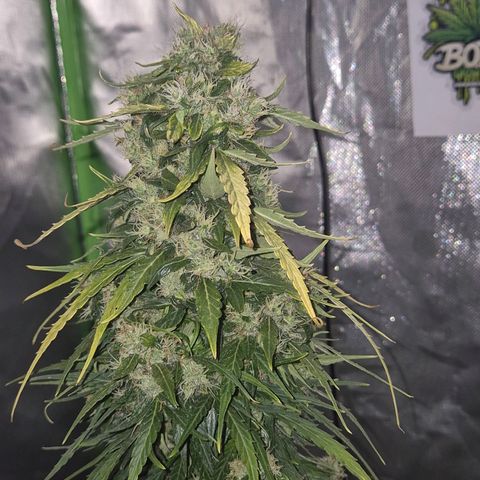 💚CHOCOLOPE 🍫 ☕️auto (56-63 BT) growlog timeline photo