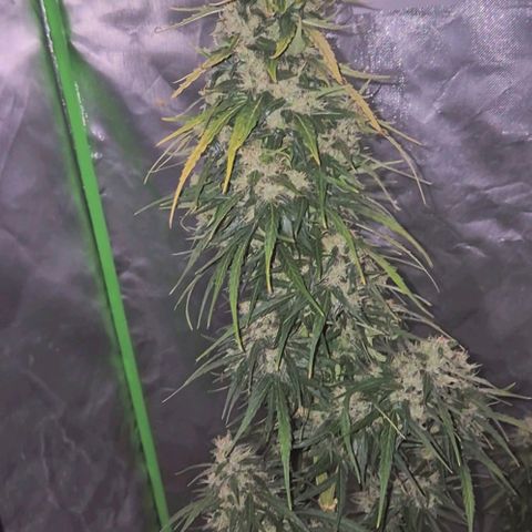💚CHOCOLOPE 🍫 ☕️auto (56-63 BT) growlog timeline photo