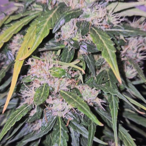 💚CHOCOLOPE 🍫 ☕️auto (56-63 BT) growlog timeline photo