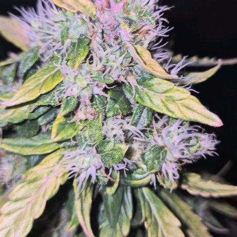💚CHOCOLOPE 🍫 ☕️auto (56-63 BT) growlog timeline photo