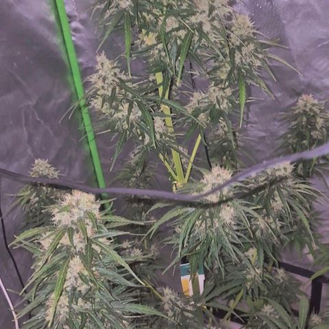 💚CHOCOLOPE 🍫 ☕️auto (56-63 BT) growlog timeline photo