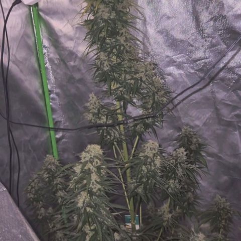 💚CHOCOLOPE 🍫 ☕️auto (56-63 BT) growlog timeline photo