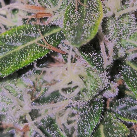 💚CHOCOLOPE 🍫 ☕️auto (56-63 BT) growlog timeline photo