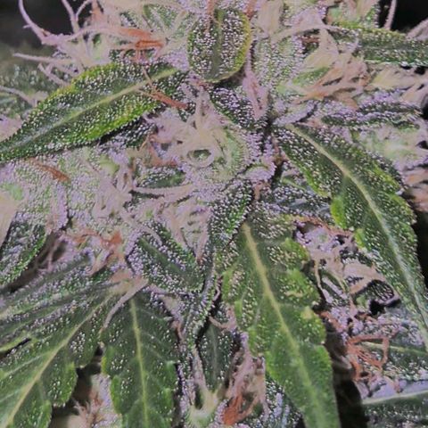💚CHOCOLOPE 🍫 ☕️auto (56-63 BT) growlog timeline photo