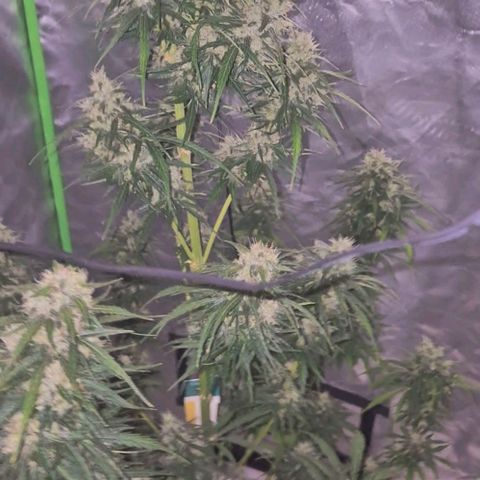 💚CHOCOLOPE 🍫 ☕️auto (56-63 BT) growlog timeline photo