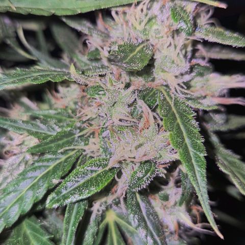 💚CHOCOLOPE 🍫 ☕️auto (56-63 BT) growlog timeline photo